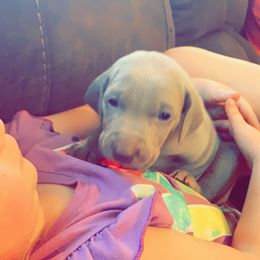 Weimaraner Puppies from North Georgia Weims