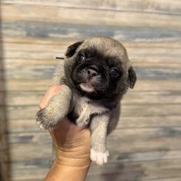 Natalie (purple) - Fawn female Pug puppy in Hereford, Arizona from Broken Road Ranch Pugs