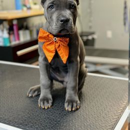 Girl 3 - Gray female Cane Corso puppy in Thaxton, Virginia from Fortune Star Ultimate K9s