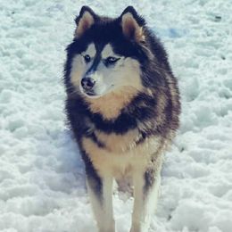 Jr - Siberian Husky
