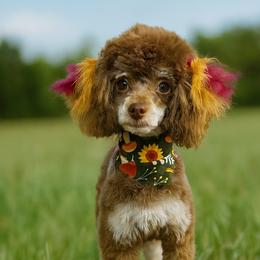 Xena - Poodle