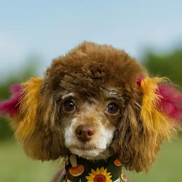 Xena - Poodle