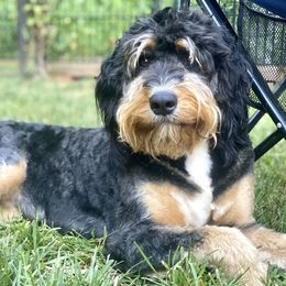 Saylor - Bernedoodle