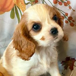 Ruby - Blenheim female Cavalier King Charles Spaniel puppy in Conway, Missouri from The Wright Snuggle