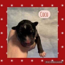 Coco - Agouti and white female Siberian Husky puppy in Southampton, New Jersey from First Frost Kennels