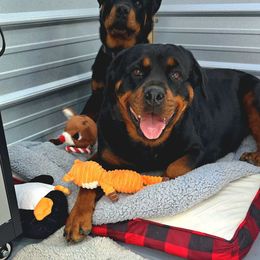 Foxy lady - Rottweiler