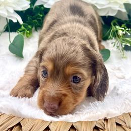 Grahm - Dapple male Dachshund puppy in Exeter, California from Sawtooth Miniature Dachshunds
