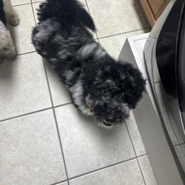 Cockapoo and Goldendoodle Puppies from Jax Doodles