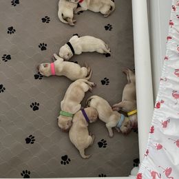 Labrador Retriever Puppies from Southern Sunshine Labradors