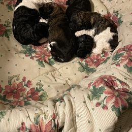 Poodle Puppies from Paddock's Purebred Poodles