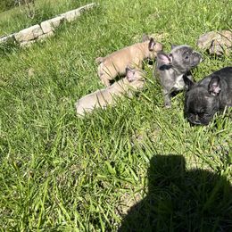 French Bulldog Puppies from Boone County Bulldogs