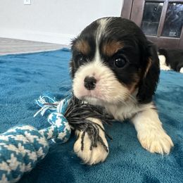 Cavalier King Charles Spaniel Puppies from Central Valley Cavaliers