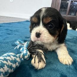 Cavalier King Charles Spaniel Puppies from Central Valley Cavaliers