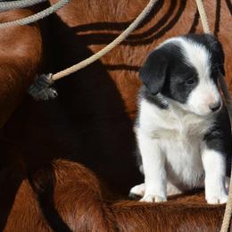 Border Collies from -W- Border Collies