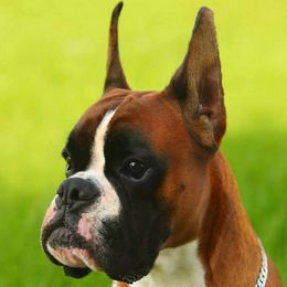 Boxer All Grown Up from Dizara Boxers