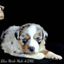 Aussiedoodle, Australian Shepherd, Miniature Australian Shepherd, and Toy Australian Shepherd Puppies from 3Laussies