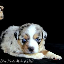 Aussiedoodle, Australian Shepherd, Miniature Australian Shepherd, and Toy Australian Shepherd Puppies from 3Laussies