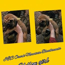 Girl 1 - Red female Bloodhound puppy in Stone Hill, Missouri from KRC Ozark Mountain Bloodhounds