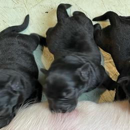 Girl 5 - Black female Labrador Retriever puppy in Arlington, Iowa from Uncle Bucks Labrador Retrievers
