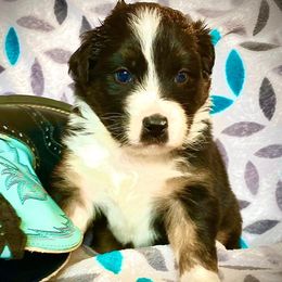 Australian Shepherds from Moon N' Back Aussies