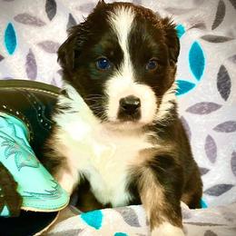 Australian Shepherds from Moon N' Back Aussies