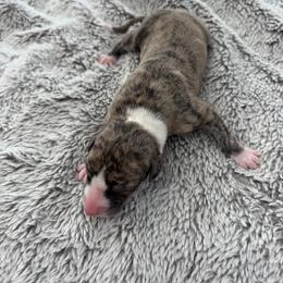 Orbit - Fawn brindle male Whippet puppy in Fort Myers, Florida from Rainbow Whippets