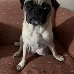 Pug Puppies from Wratchford Farms