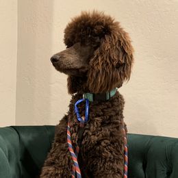 Maui - Poodle