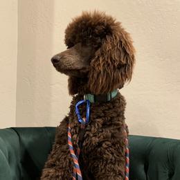 Maui - Poodle