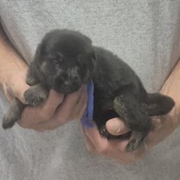 Boy 3 Yadah - Black and tan male German Shepherd puppy in Lake George, Colorado from High Country German Shepherds