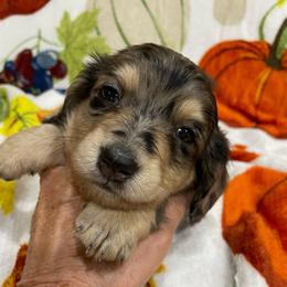 Rose     Pet only - Dapple female Dachshund puppy in Bullard, Texas from Mimidachs of Texas