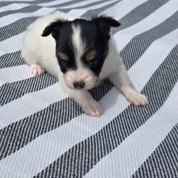 BLOSSOM - White black and tan female Papillon puppy in Hollister, Missouri from Swan Creek Kennel