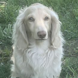 Sampson  - Dachshund