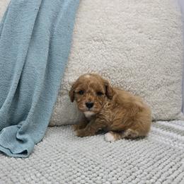 Birch - Red  male Goldendoodle puppy in Floyd, Virginia from Hearts and Paws Poodles and Doodles
