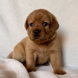 Ruby - Yellow female Labrador Retriever puppy in Hudson, New York from Hudson Valley Labradors