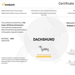 Harper - Dachshund
