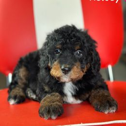 Kelsey - Black tri-color female Aussiedoodle puppy in Lancaster, Minnesota from Finney Ranch