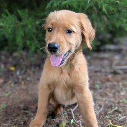 Pink - Dark golden female Golden Retriever puppy in Midland, North Carolina from Alger Farm, LLC