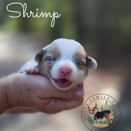 Shrimp - Blue merle and white male American Corgi puppy in Cameron, North Carolina from Butts Family Corgis