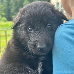 Opal (Yellow) - Black female Belgian Sheepdog puppy in Franklin, West Virginia from Wildmour K9
