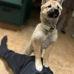 Shiba Inu Puppies from Mountain Air Shibas