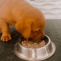 Labrador Retriever Puppies from Mid-Columbia Labradors