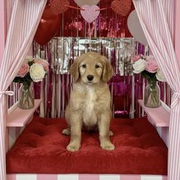 Werthers - Red  male Goldendoodle puppy in Tybee Island, Georgia from Castaway Doodles