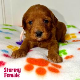 Stormy - Red  female Goldendoodle puppy in Beecher, Illinois from Erica’s Doodles