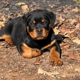 Rottweiler Puppies from Bronx Von Bridges Rottweilers