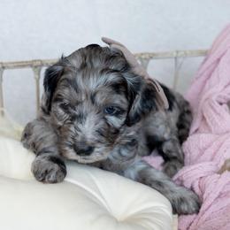 Dolce - Merle female Goldendoodle puppy in Holly Springs, Georgia from Libby Lou’s Goldendoodles