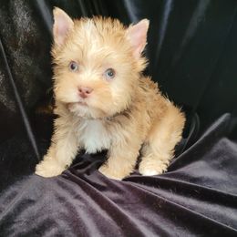 Little Bama - Gold male Yorkshire Terrier puppy in Buda, Texas from BIOLA'S YORKIES