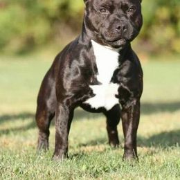 Staffordshire Bull Terrier All Grown Up from Chavier Staffords