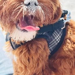 Cavapoo All Grown Up from Cavapoos R4 Cuddles