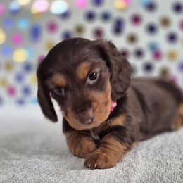 Dachshund Puppies from Joaquin Gutierrez